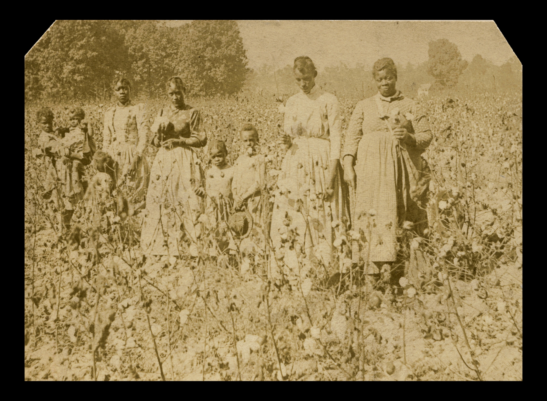 Women and children in a cotton field in the 1860s. J. H. Aylsworth, via the Smithsonian National Museum of African American History and Culture.